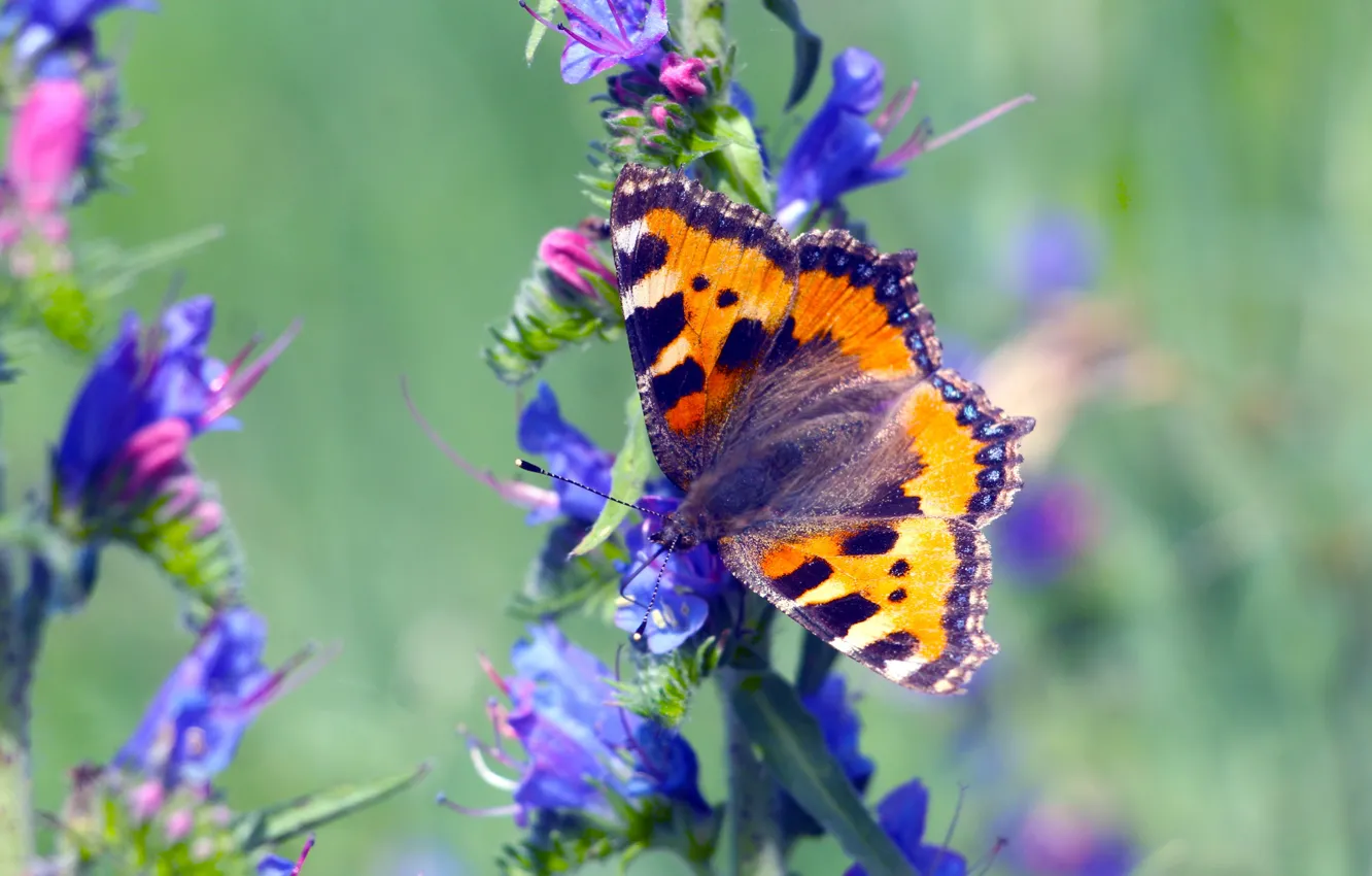 Фото обои flower, butterfly, insect