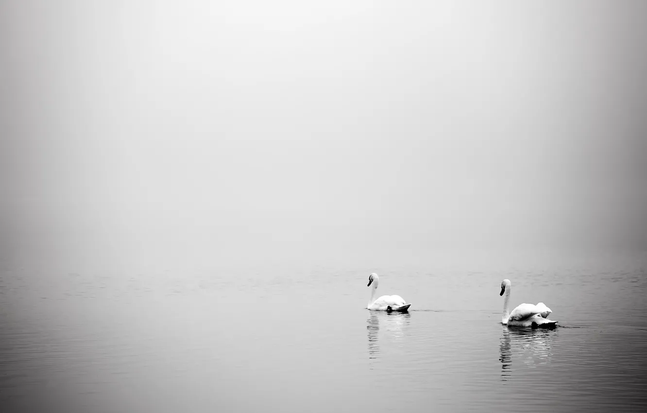 Фото обои птицы, туман, озеро, лебеди