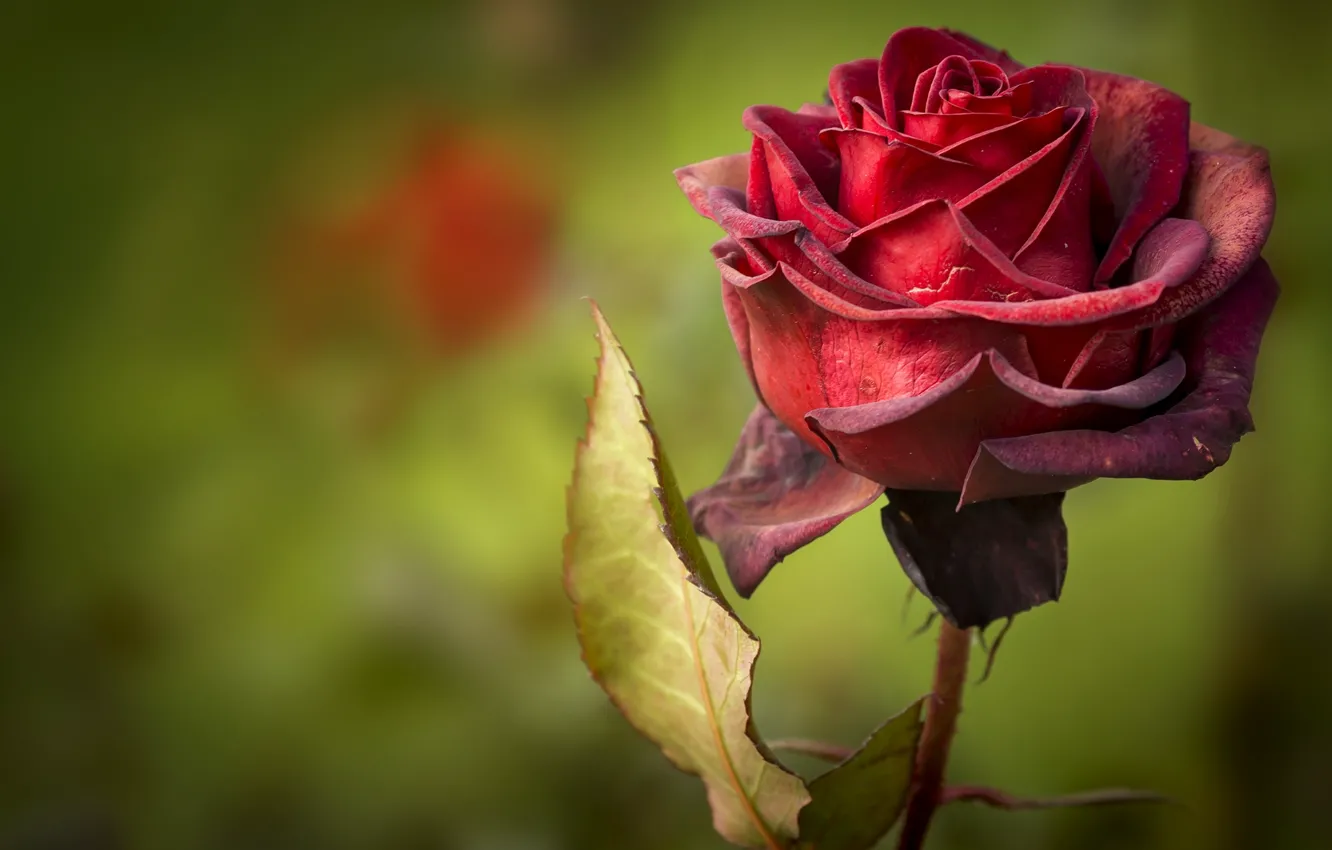 Фото обои роза, лепестки, красная