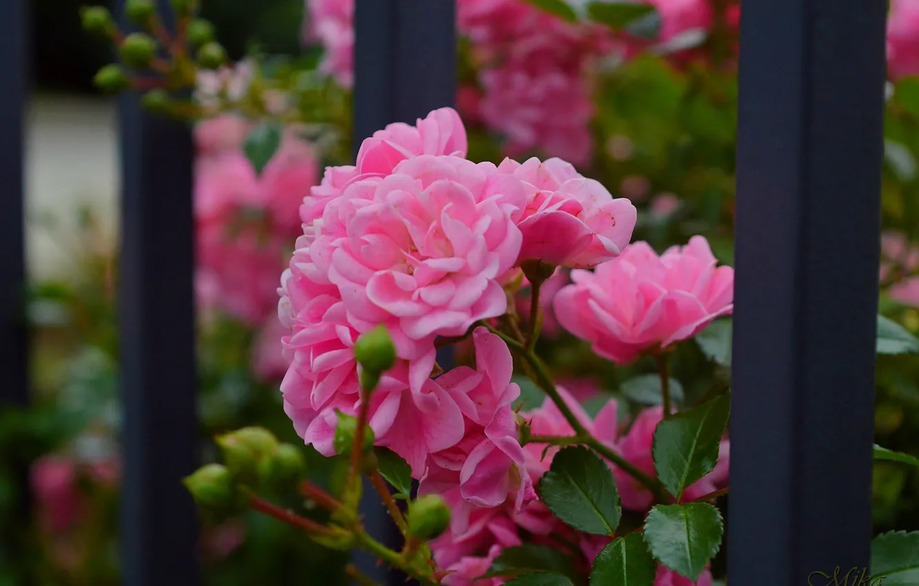 Фото обои Розы, Rose, Pink roses, Розовые розы