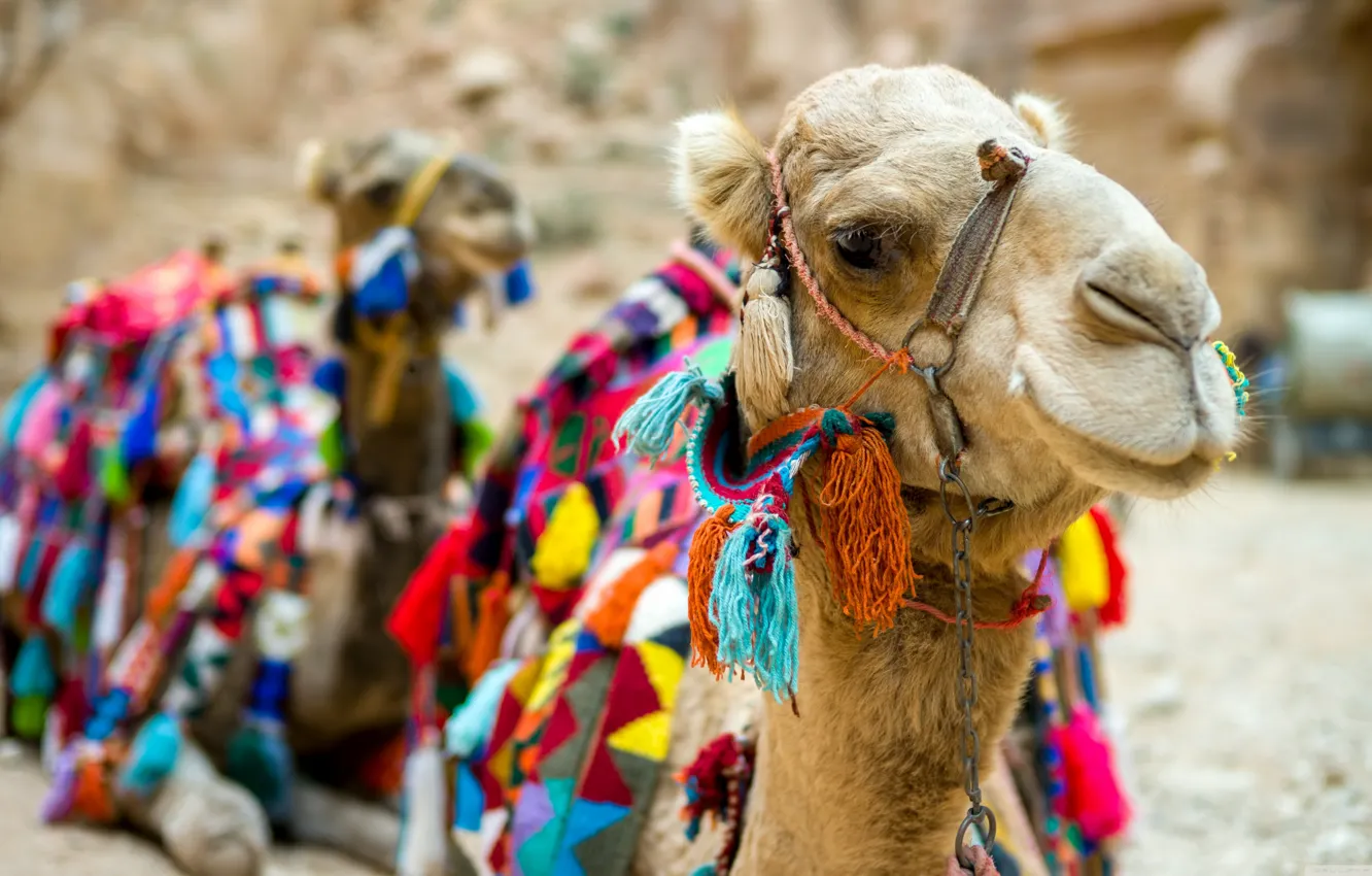 Фото обои пустыня, верблюды, яркие накидки