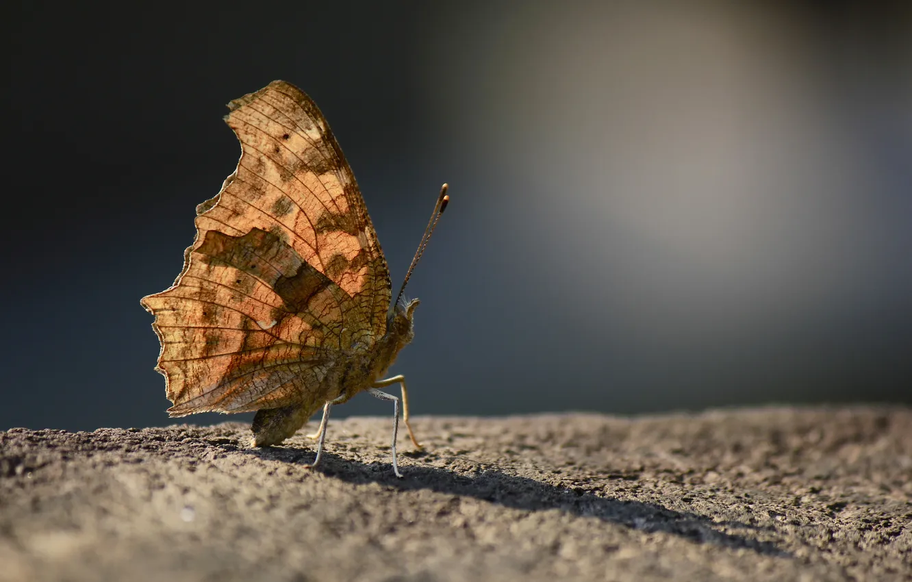 Фото обои бабочка, крылья, усики, фоон