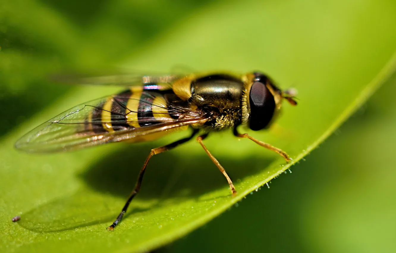 Фото обои макро, насекомое, Syrphidae, Hoverfly, Журчалка