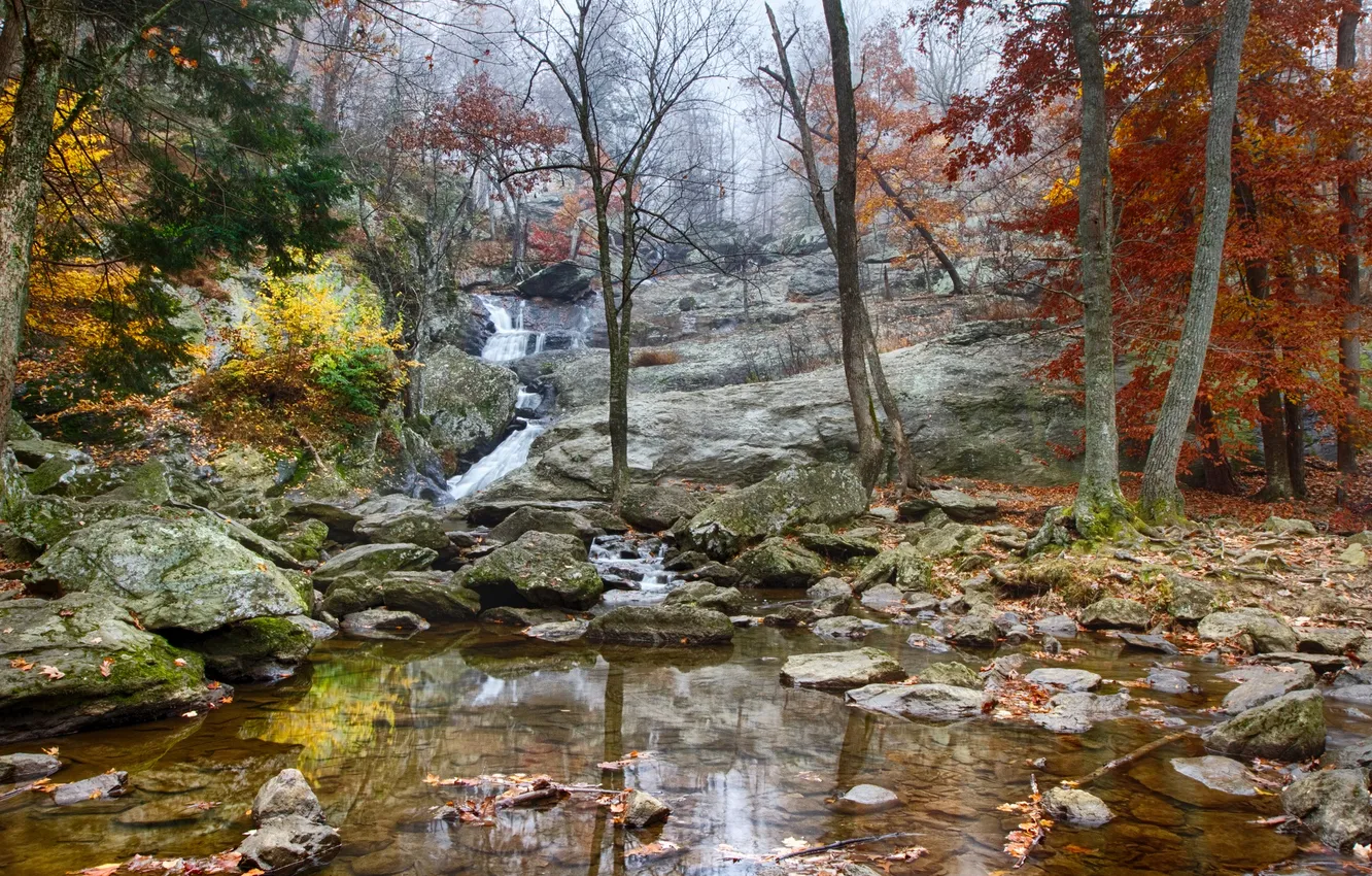Фото обои осень, лес, деревья, ручей, камни, скалы