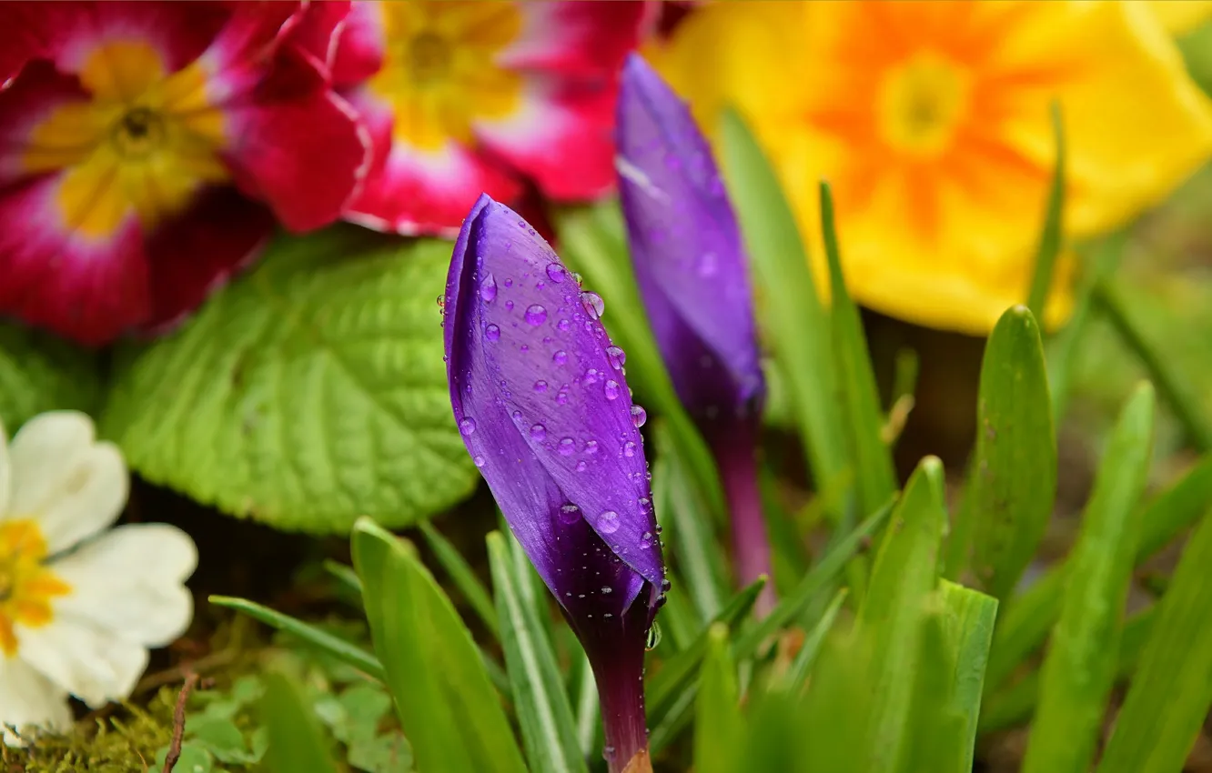 Фото обои Капли, Цветочки, Бутоны, Flowers, Крокус, Crocuses, Фиолетовые цветы, Drops