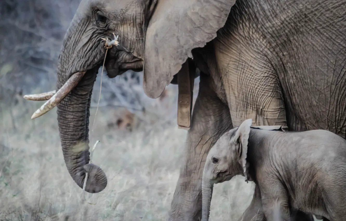 Фото обои Jungle, Baby, Elephant, _African, 5K_Wallpape
