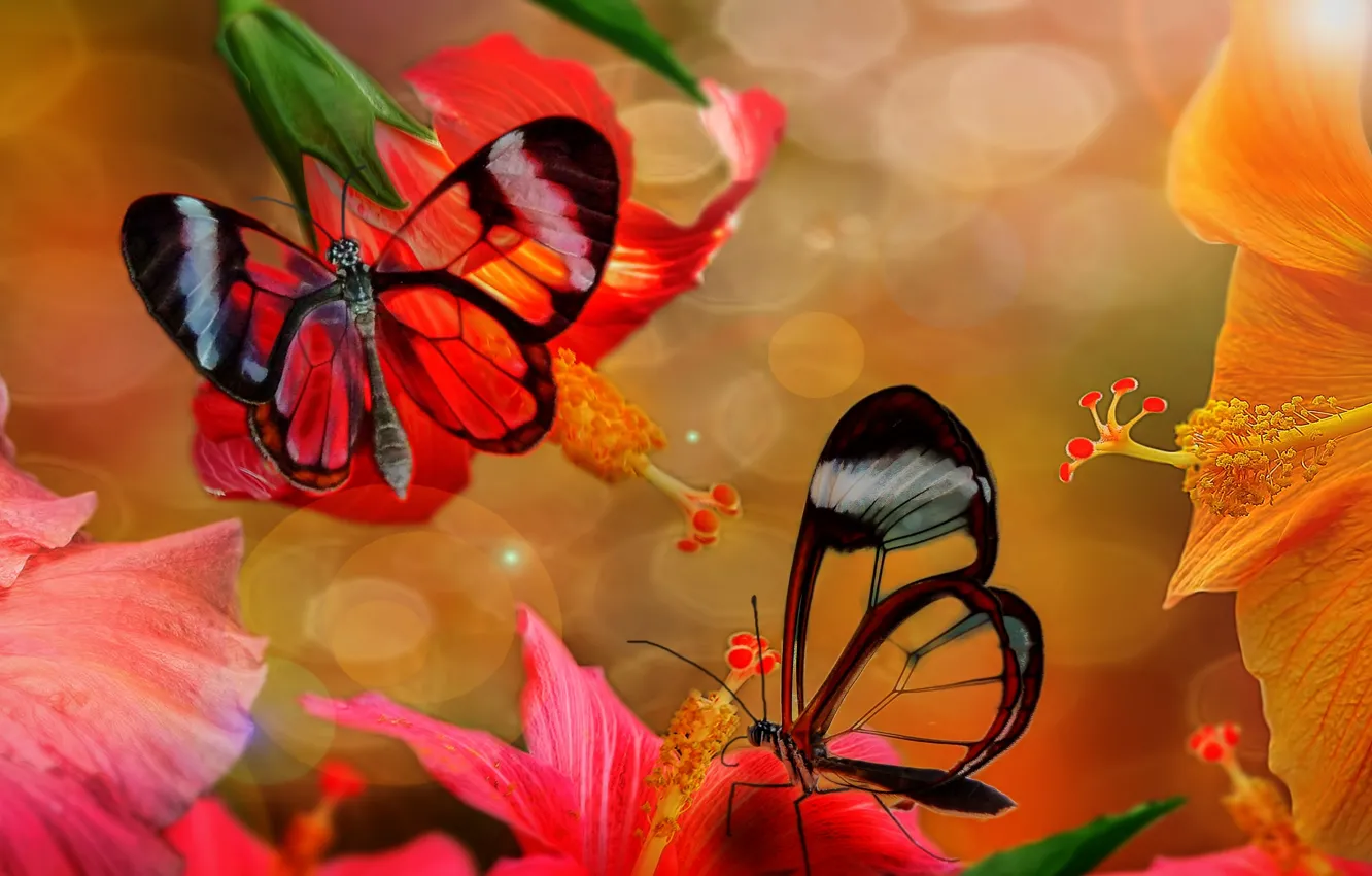 Фото обои бабочки, фотошоп, гибискус