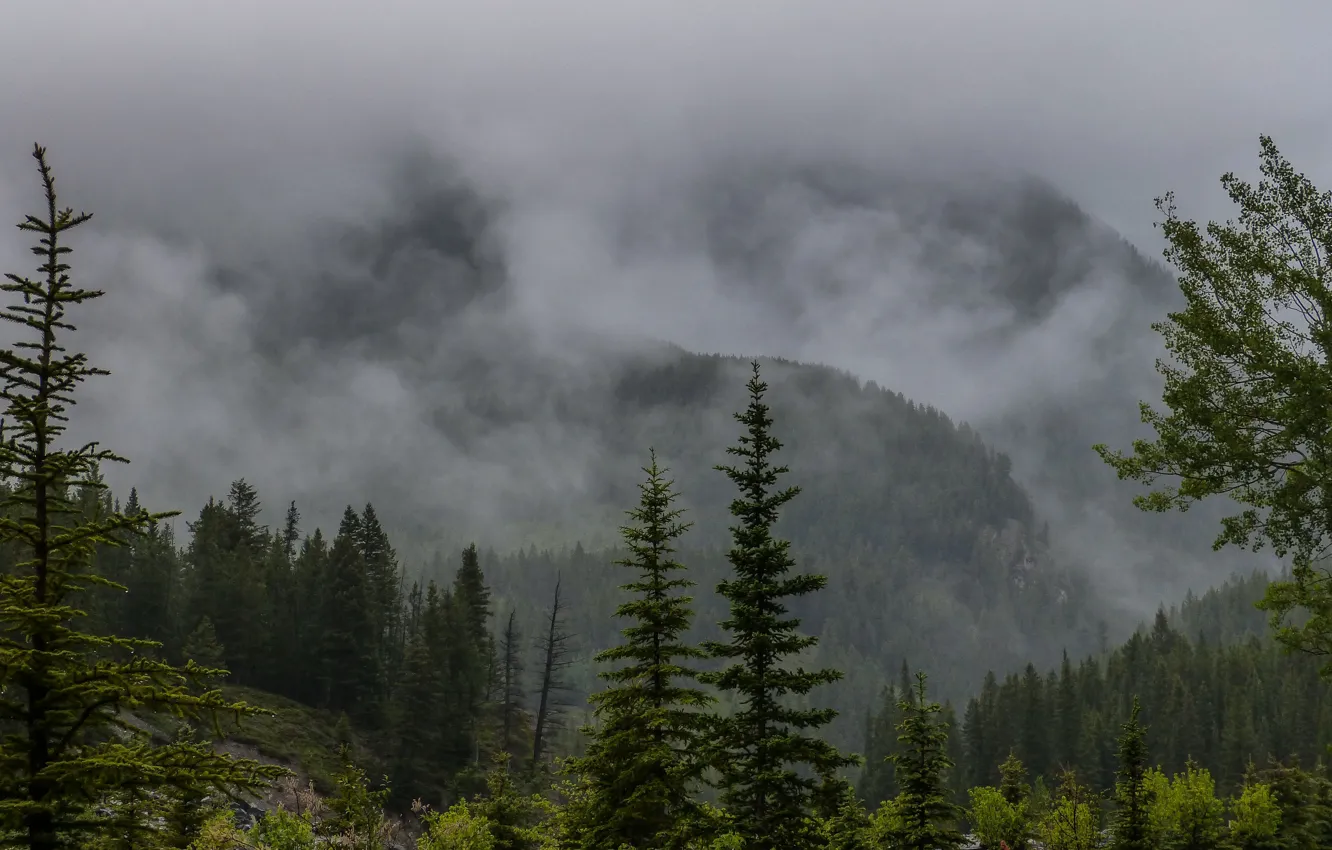 Фото обои лес, горы, природа, туман, дождь