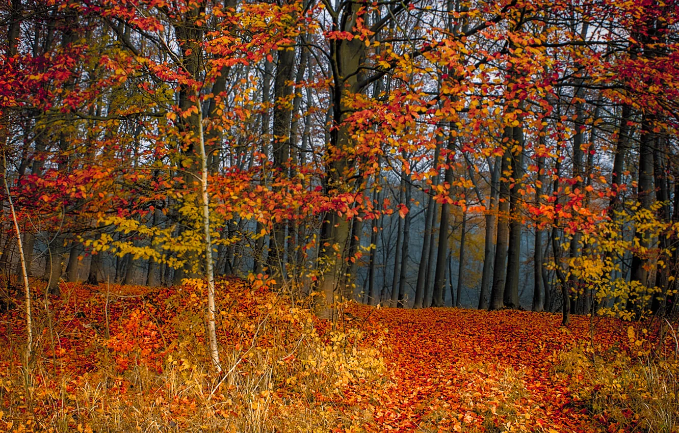 Фото обои лес, листва, colors, Осень, листопад, trees, autumn, leaves
