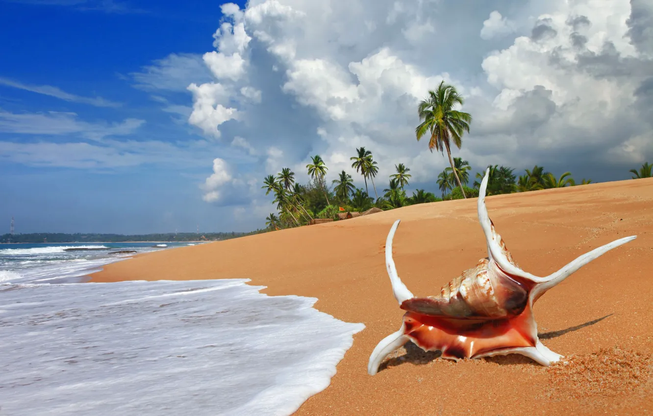 Фото обои песок, пляж, океан, ракушка