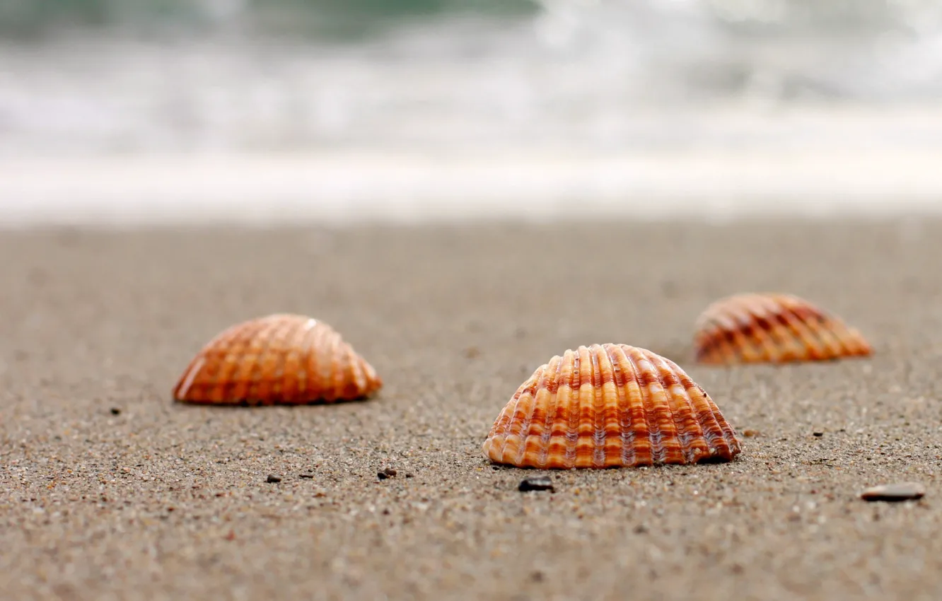 Фото обои песок, море, вода, макро, природа, фон, widescreen, обои