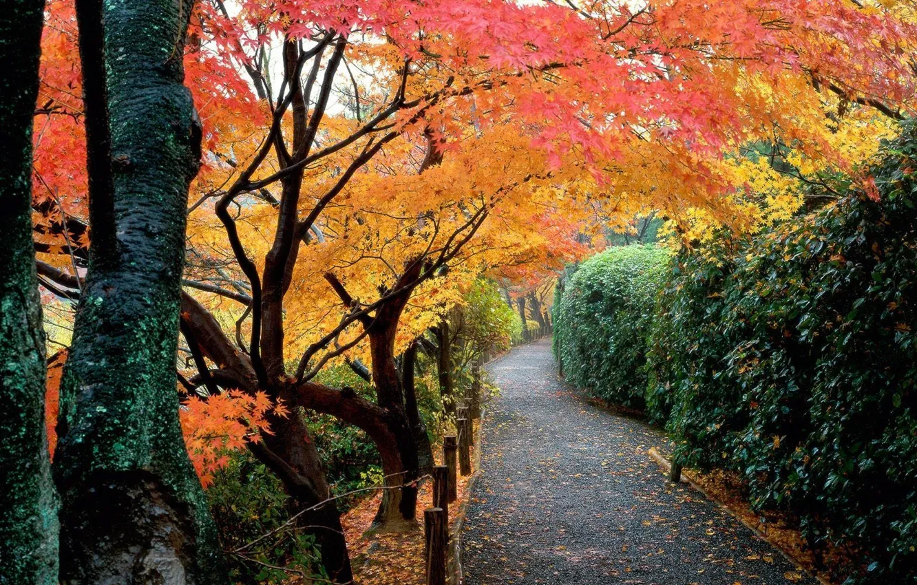 Фото обои осень, листья, деревья, парк, Япония, сад, дорожка, кусты