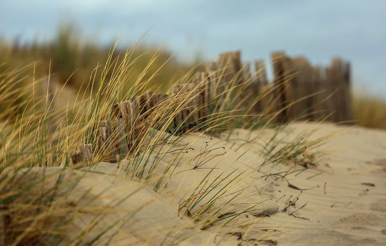 Фото обои песок, пляж, трава