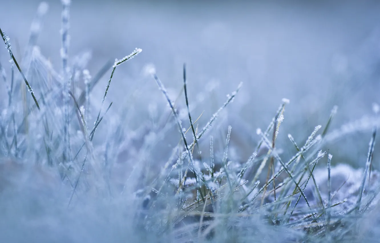 Фото обои холод, зима, иней, трава, макро, снег, природа, земля
