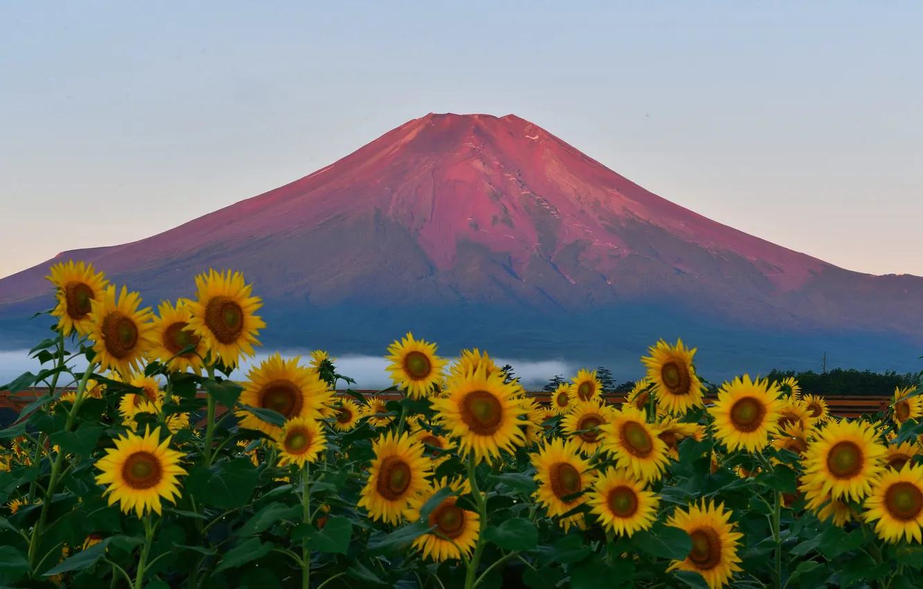 Фото обои поле, небо, закат, подсолнух, Япония, гора Фудзияма