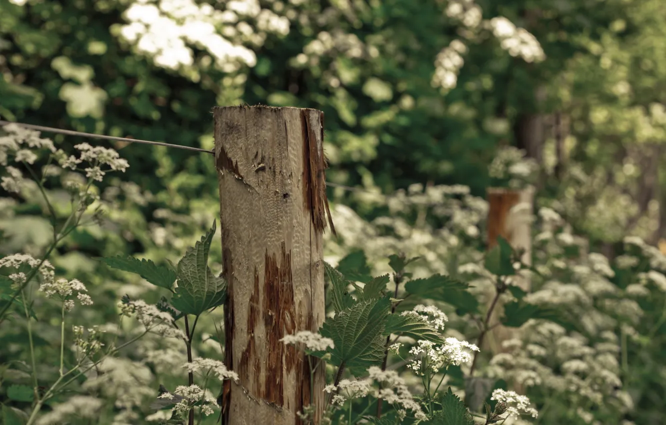 Фото обои трава, макро, забор