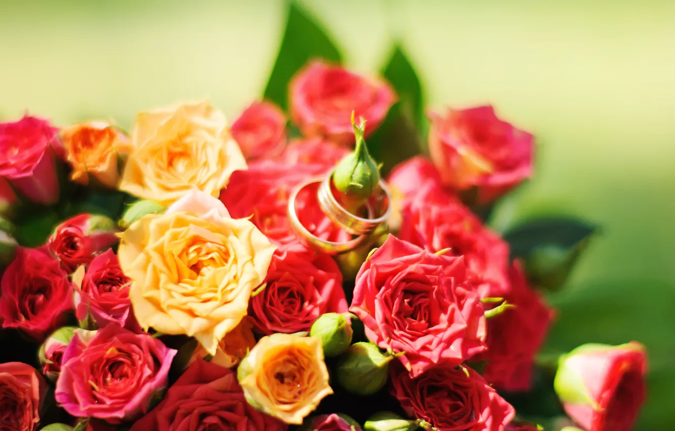 Фото обои цветы, розы, желтые, красные, red, rose, yellow, flowers