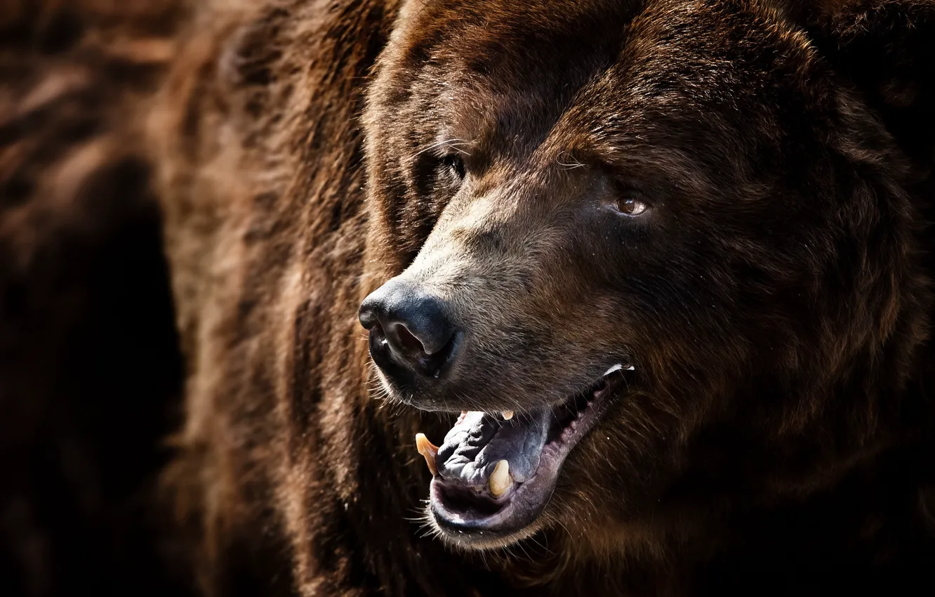 Фото обои макро, природа, Grizzly Bear