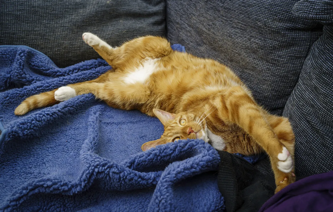 Фото обои кошка, кот, взгляд, поза, диван, отдых, лапки, лежит