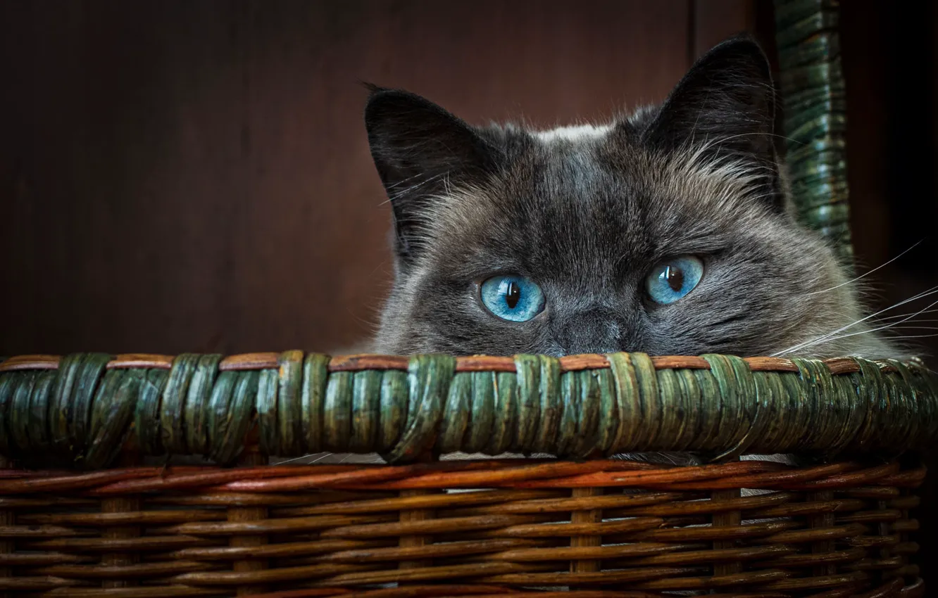 Фото обои кошка, кот, взгляд, корзина, мордочка, голубые глаза, котейка