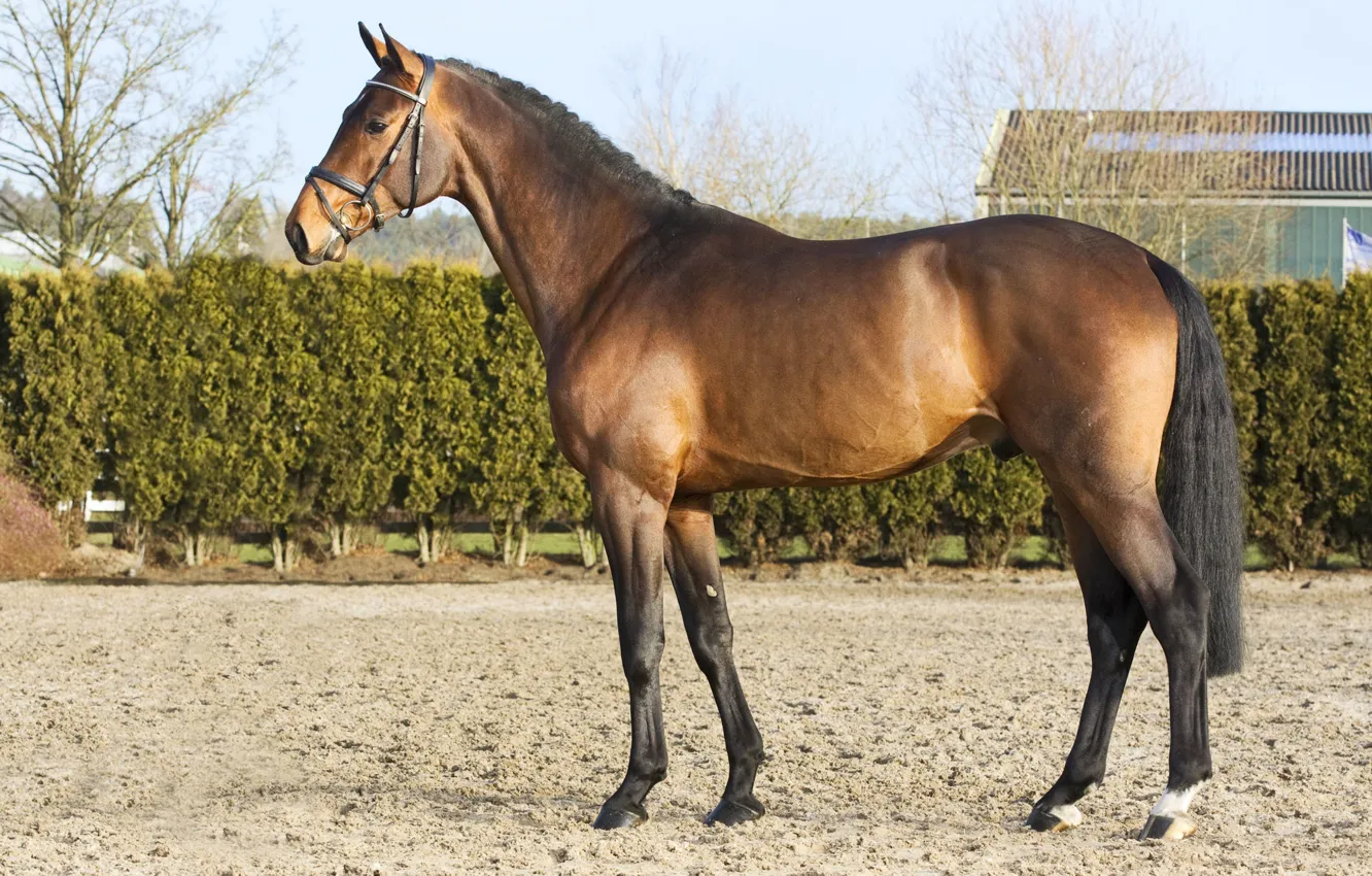 Фото обои конь, лошадь, жеребец, красавчик, гнедой, horse, stallion