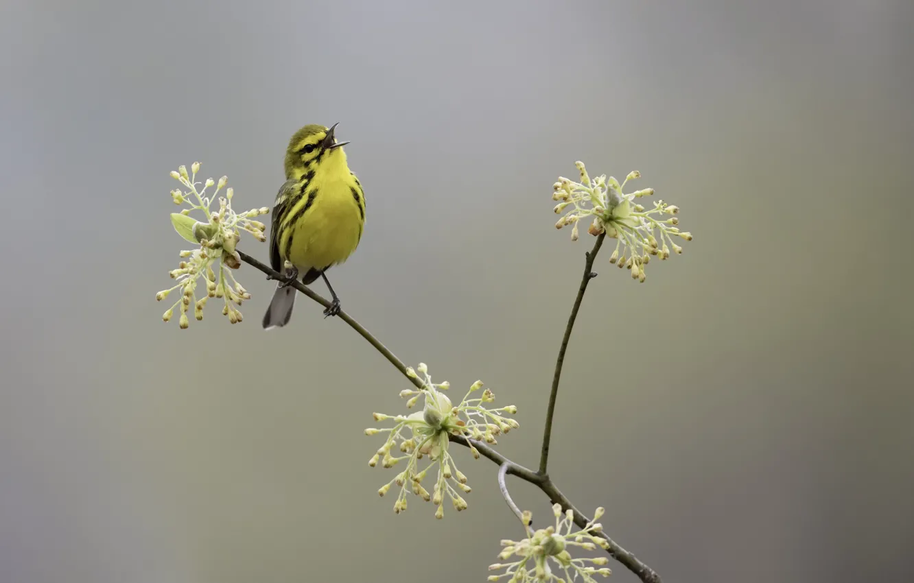 Фото обои природа, птица, весна, Prairie Warbler