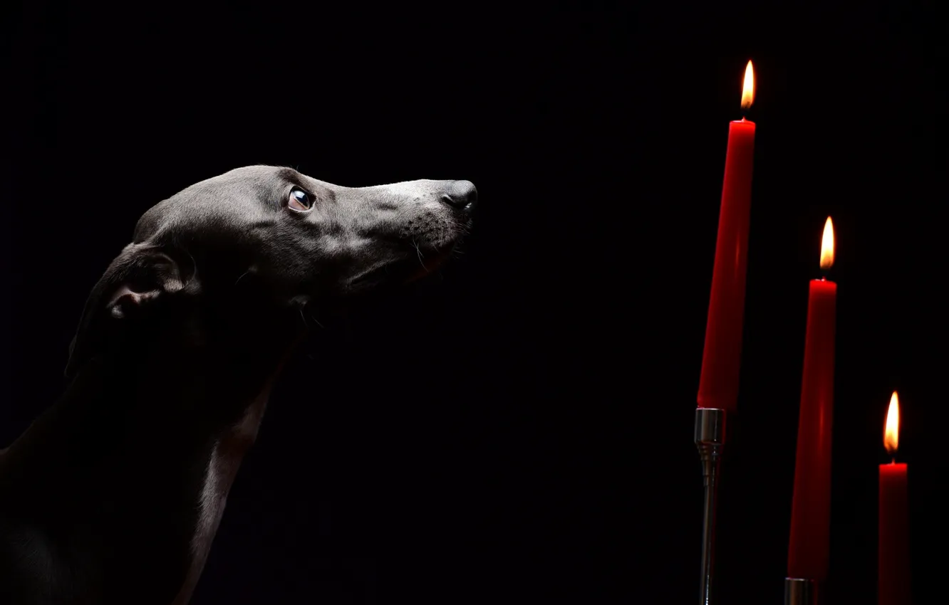 Фото обои взгляд, собака, свечи