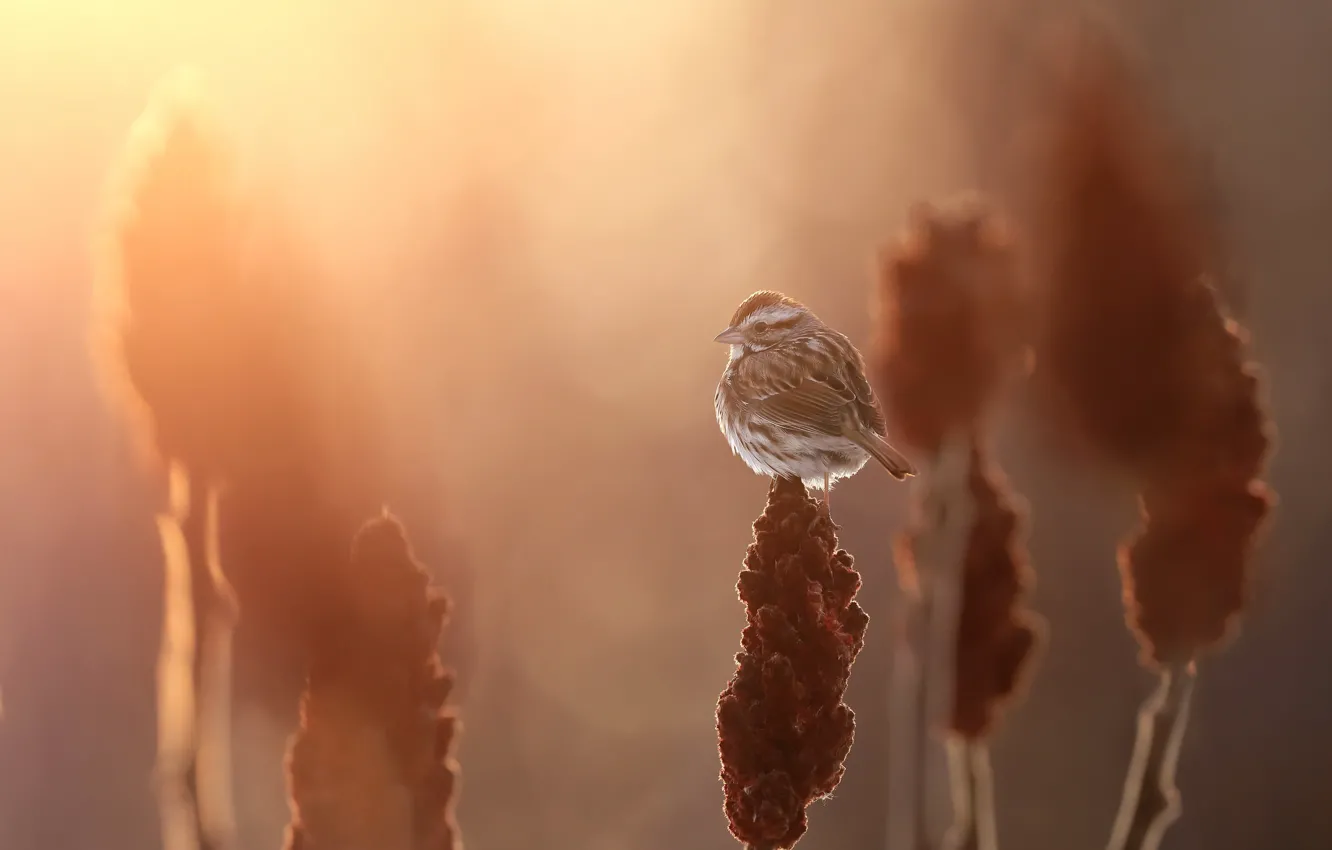 Фото обои Song sparrow, Melospiza melodia, Bruant chanteur