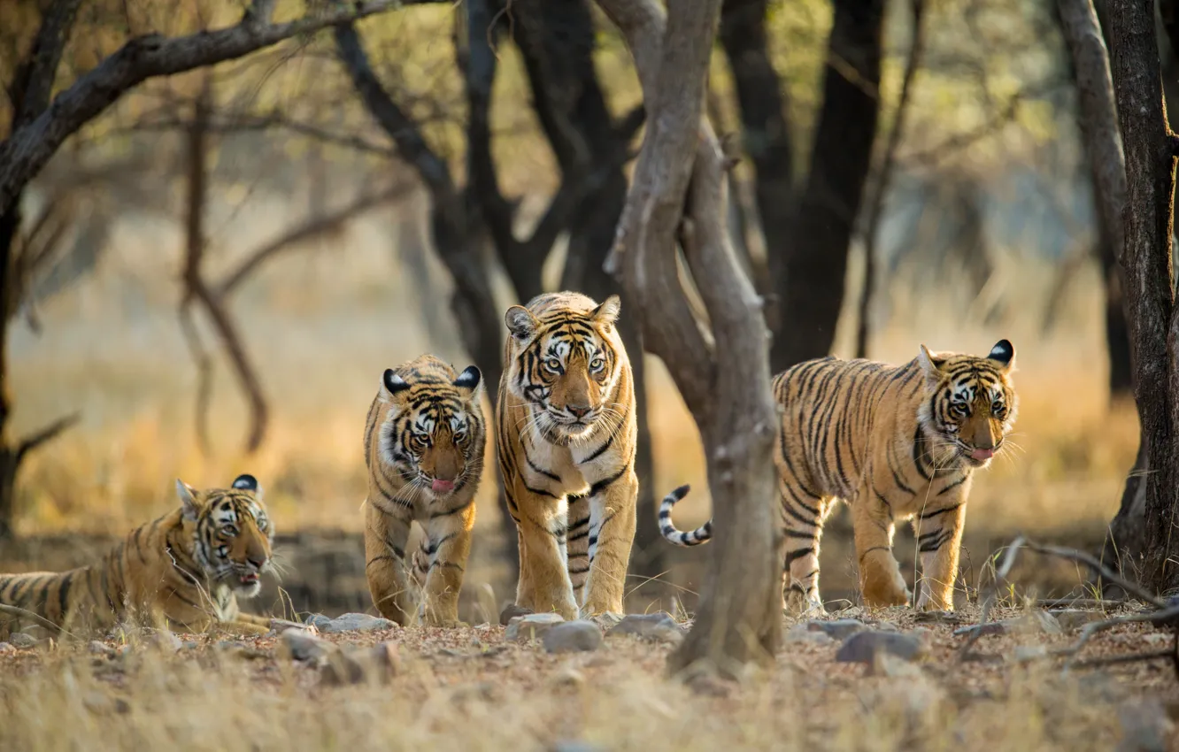 Фото обои взгляд, деревья, природа, тигр, прогулка, тигры, семейство