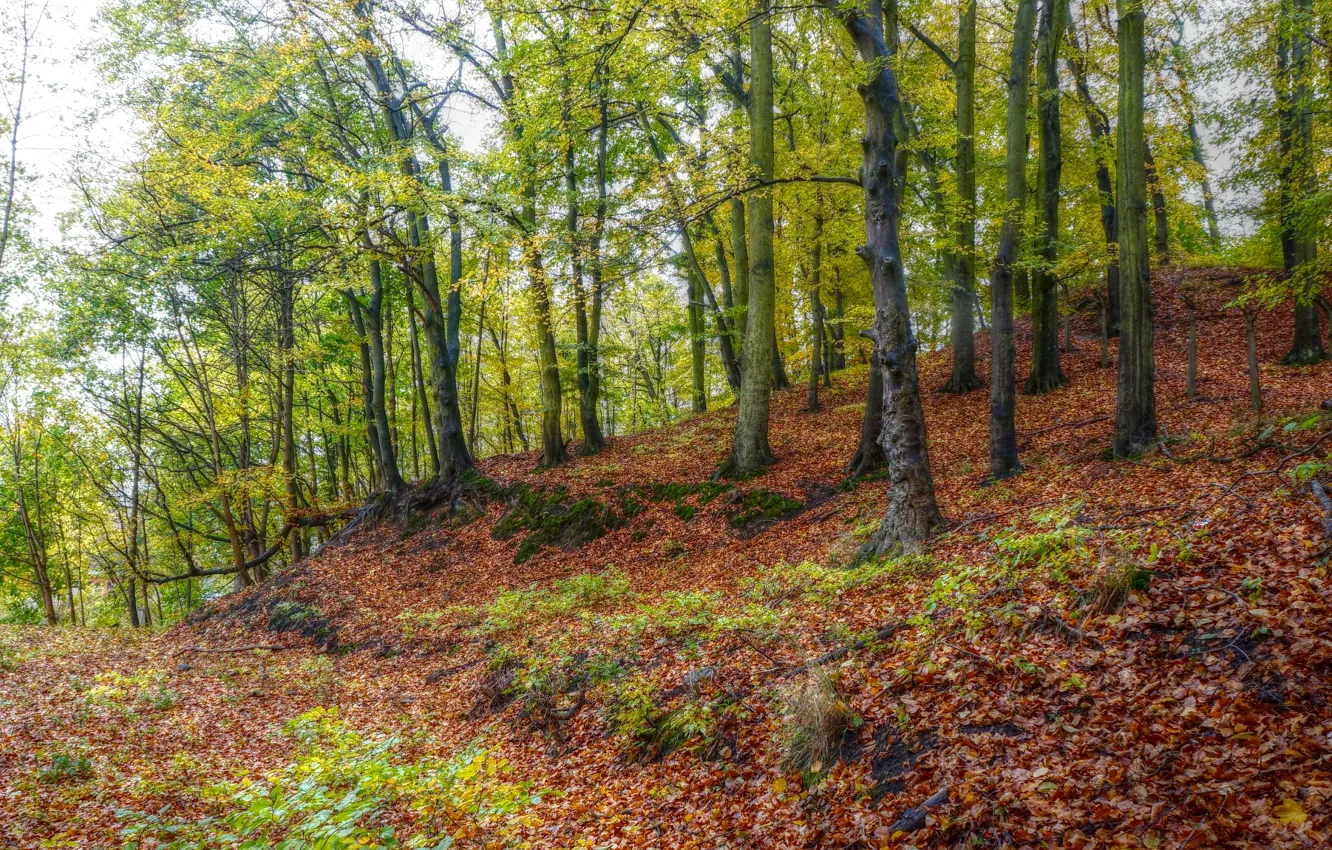 Фото обои forest, autumn, tree