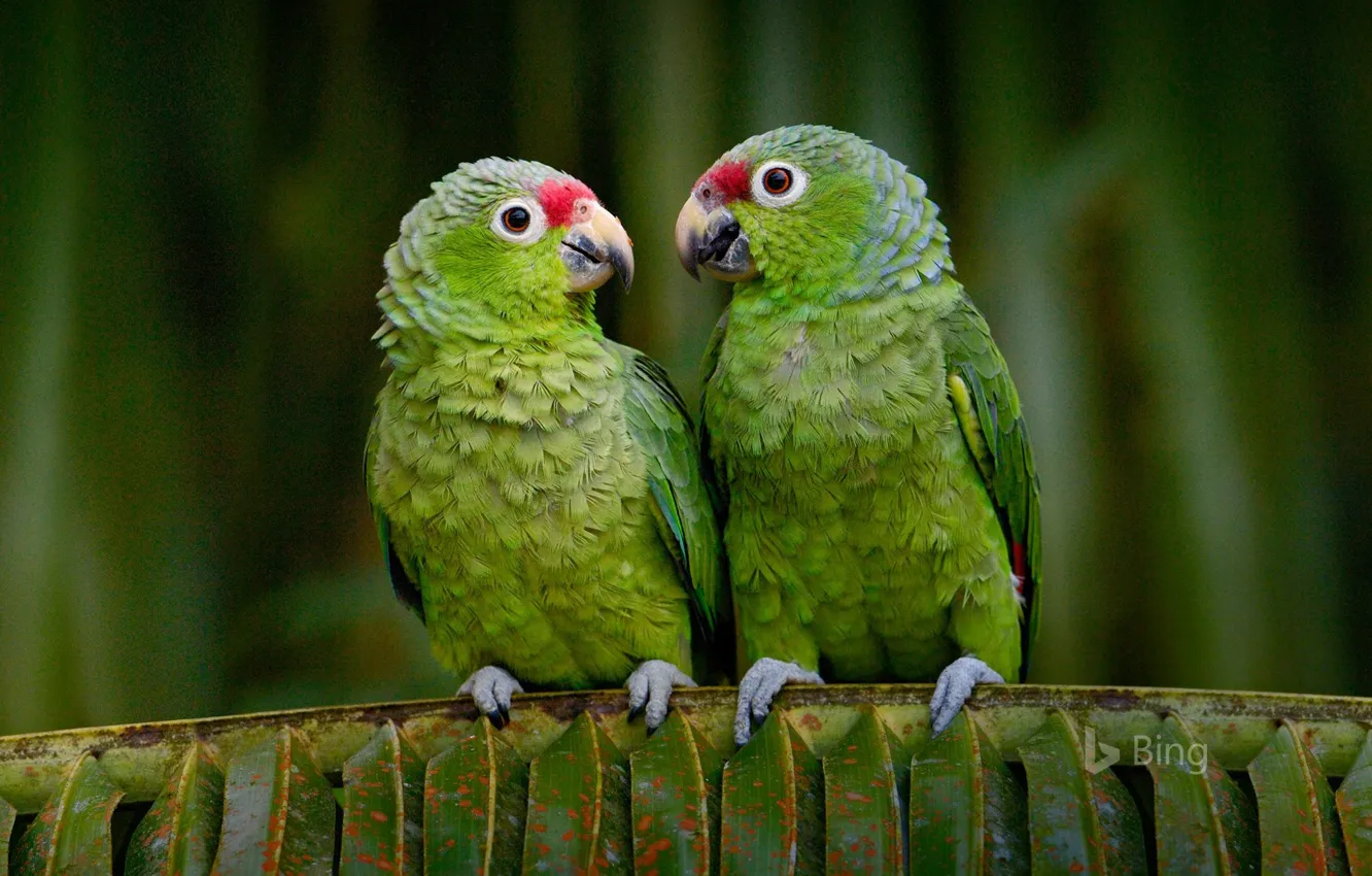 Фото обои птицы, попугай, Эквадор, краснолобый амазон
