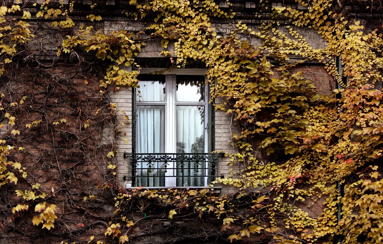 Фото обои осень, Париж, Окно, плющ