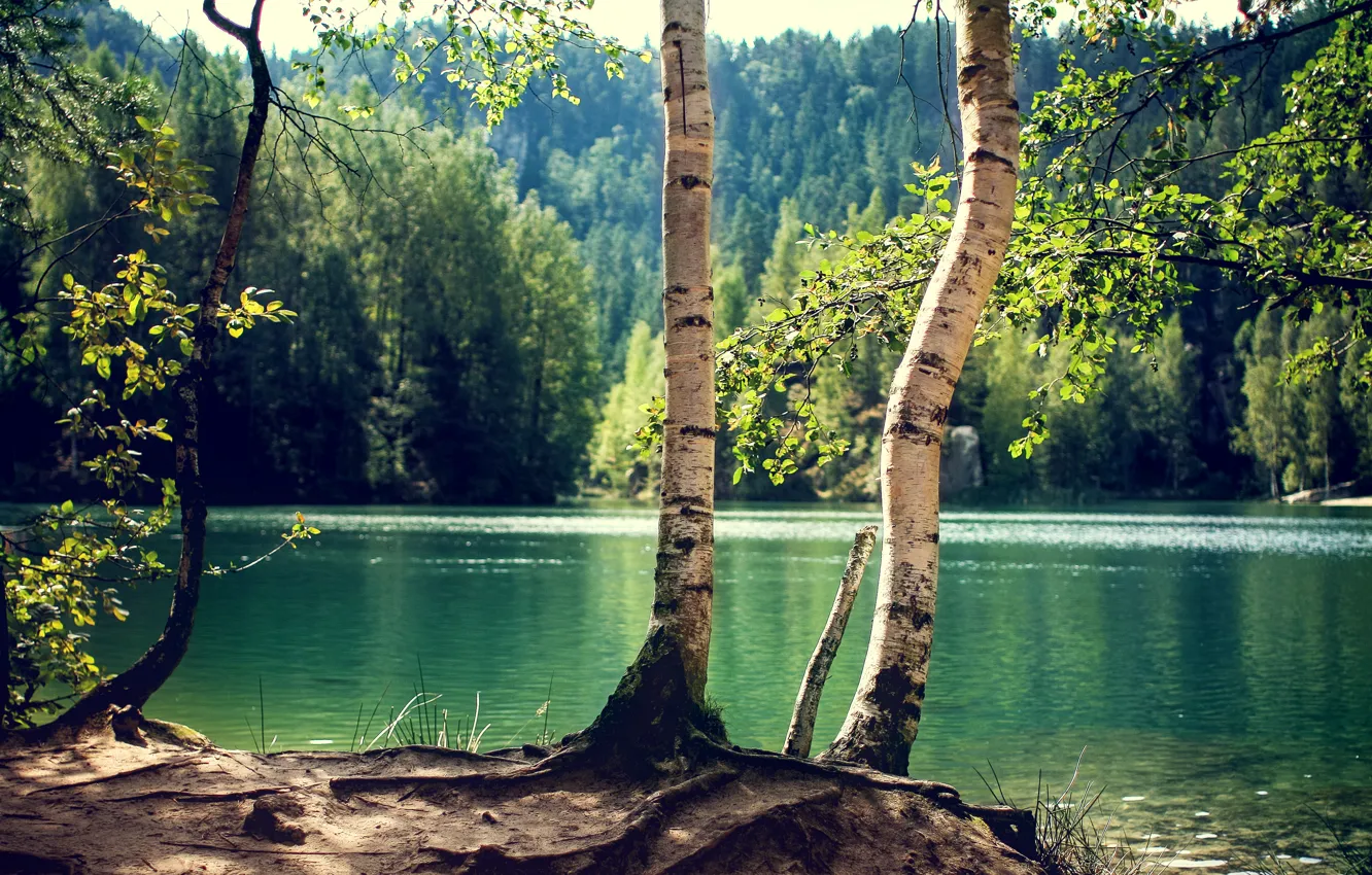 Фото обои лес, деревья, озеро, ствол, береза, солнечно