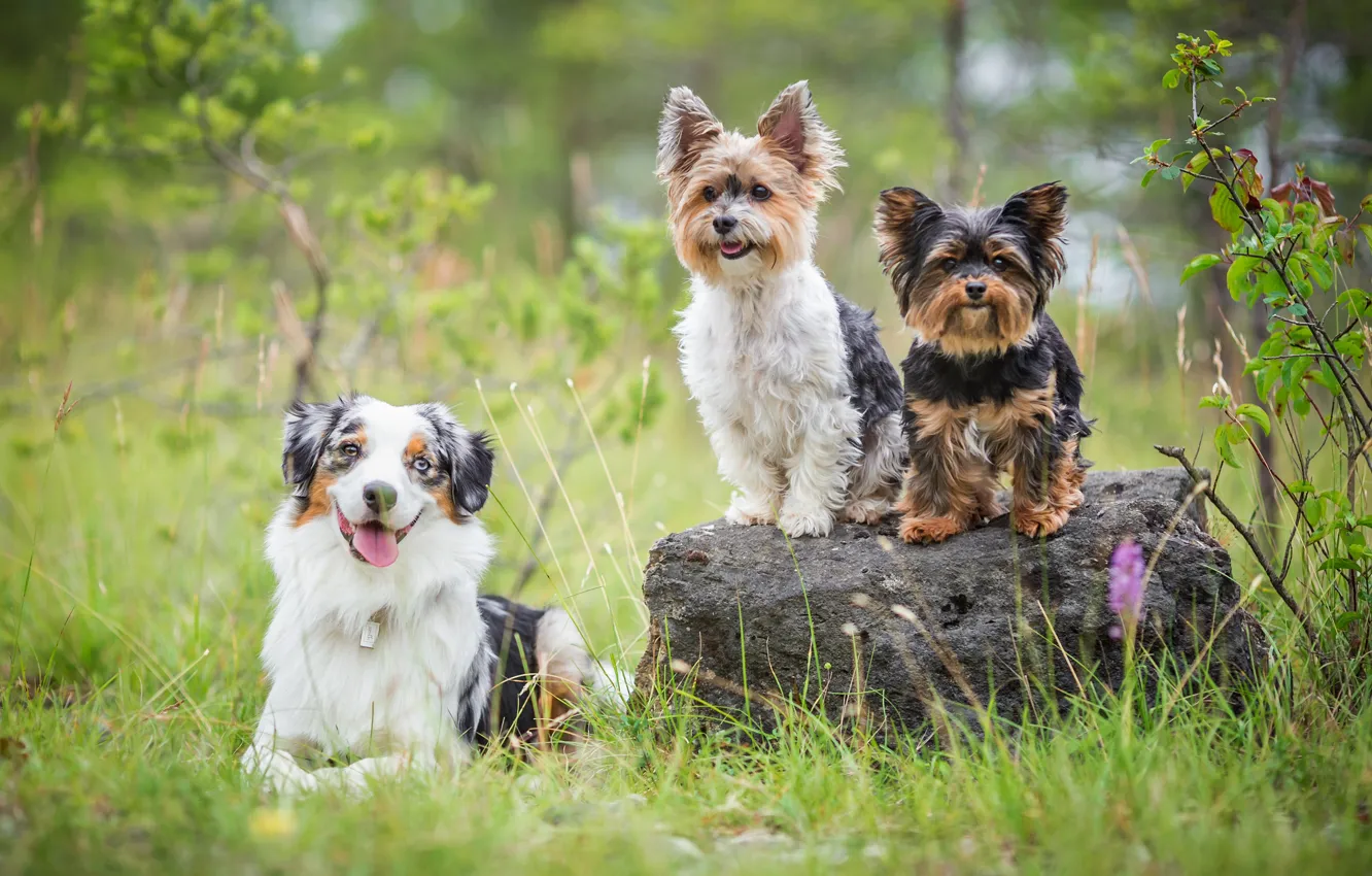 Фото обои собаки, лето, трава, взгляд, поза, камень, три, трио