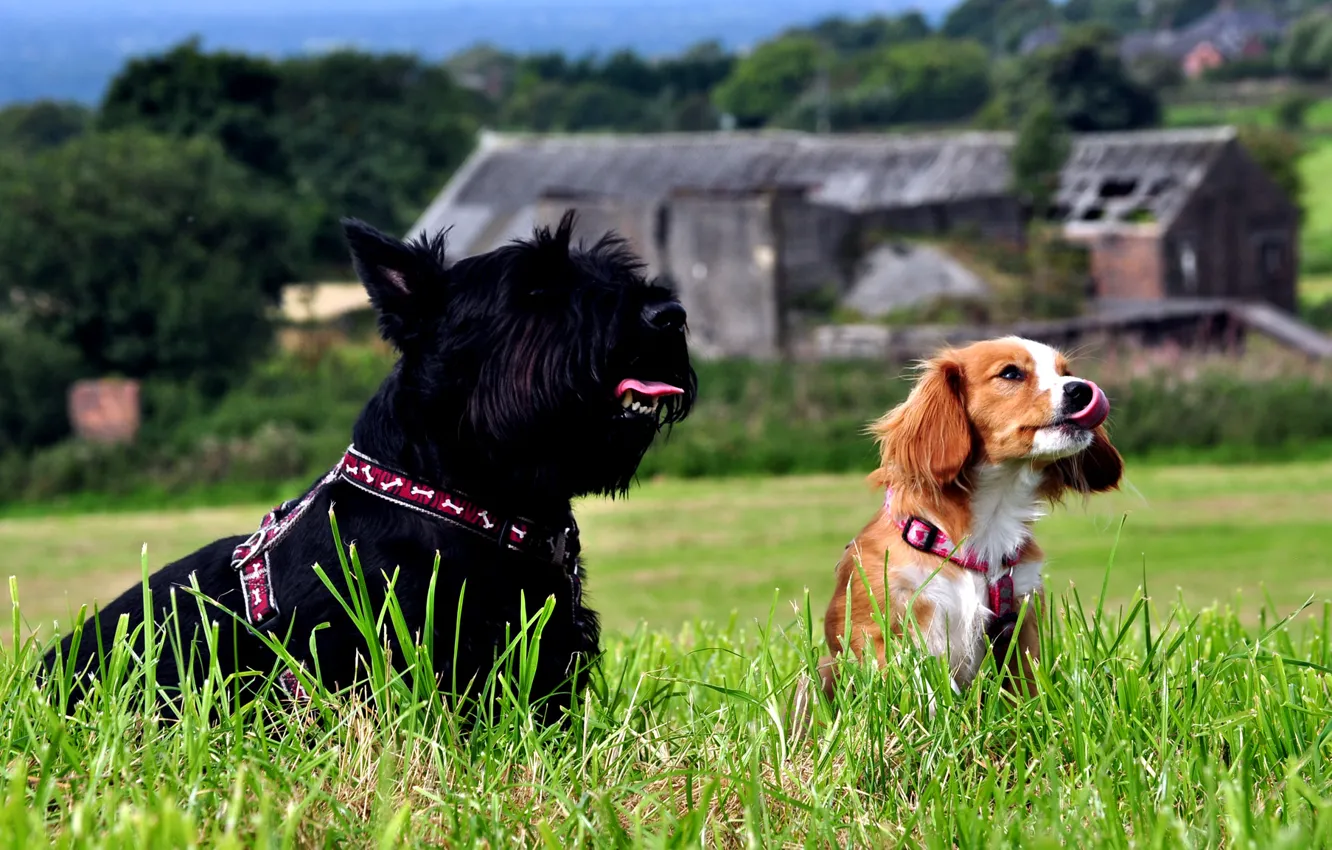 Фото обои трава, взгляд, Собаки