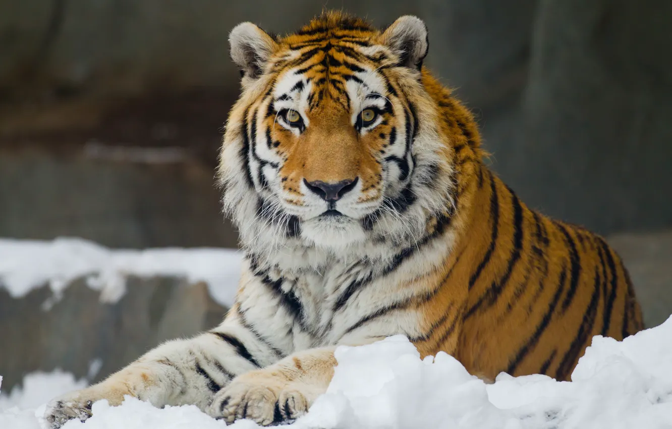Фото обои взгляд, снег, Амурский тигр, досуг