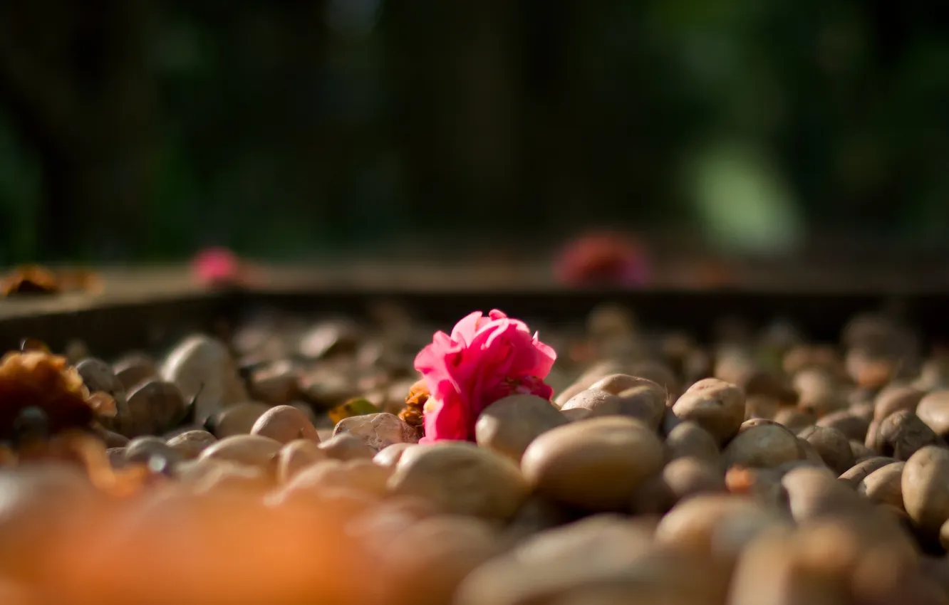 Фото обои цветок, макро, камни, розовый, камелия