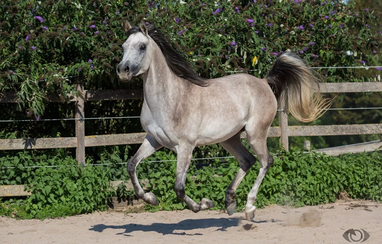 Фото обои серый, движение, конь, лошадь, бег, грива, хвост, загон