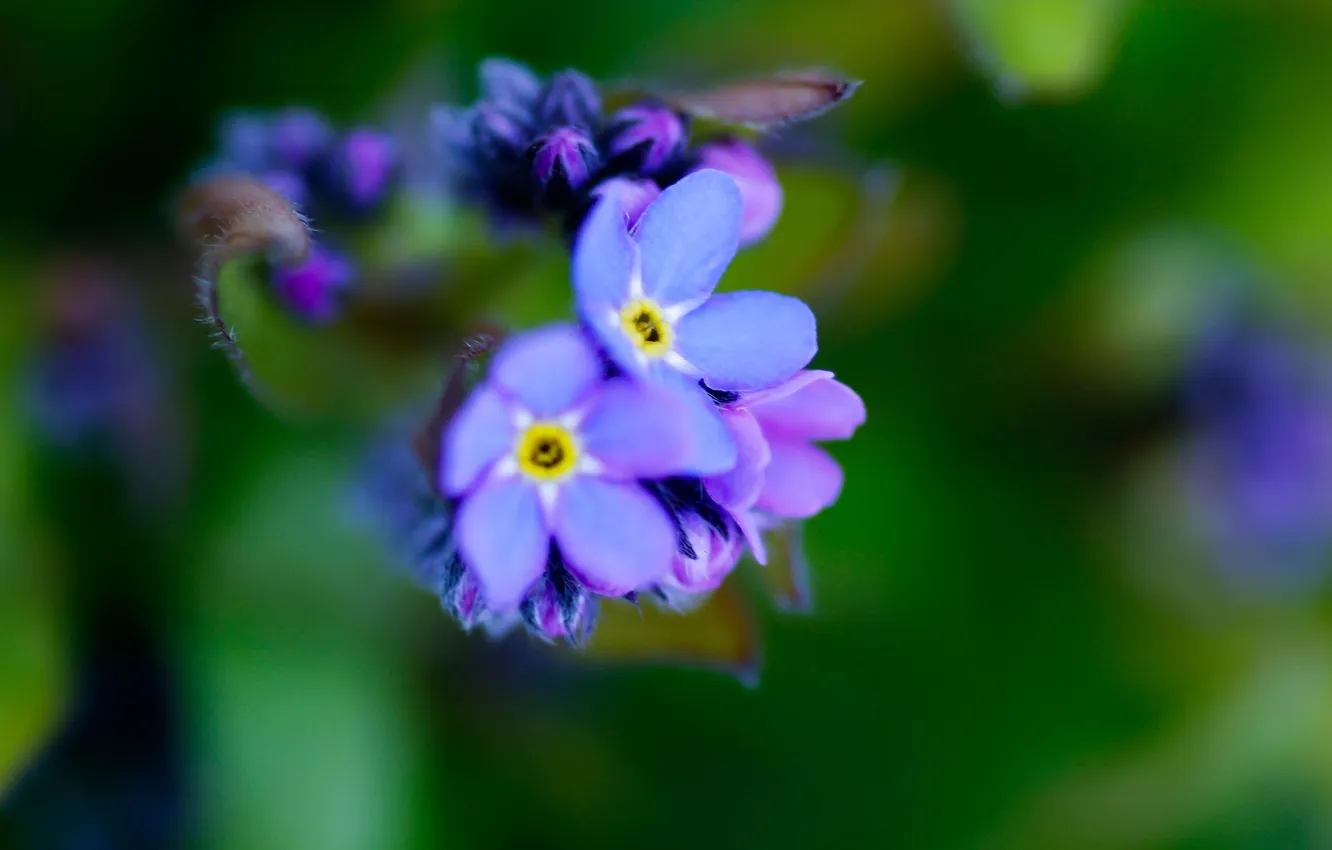 Фото обои макро, цветы, природа, цвет, фиолетовые, незабудки