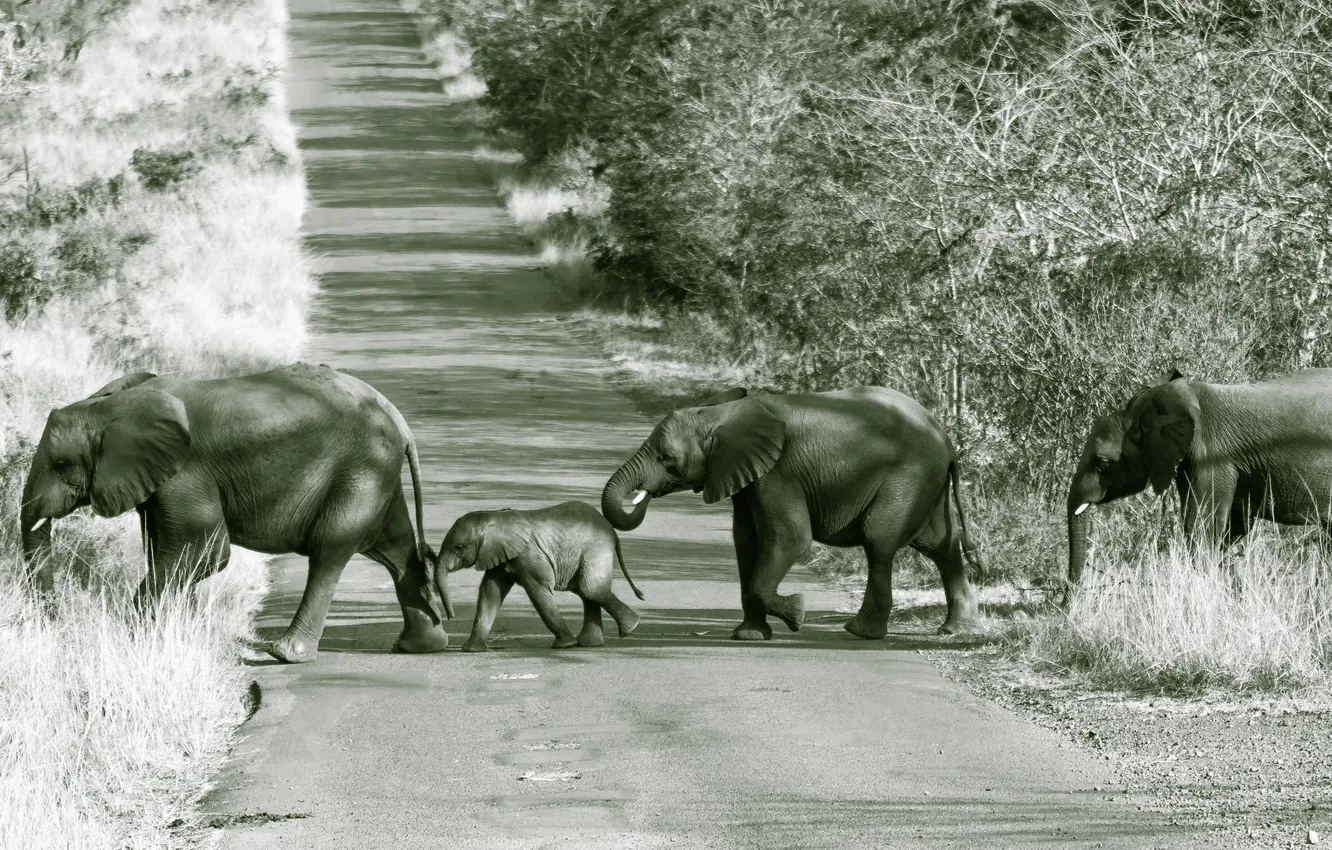 Фото обои дорога, природа, слоны