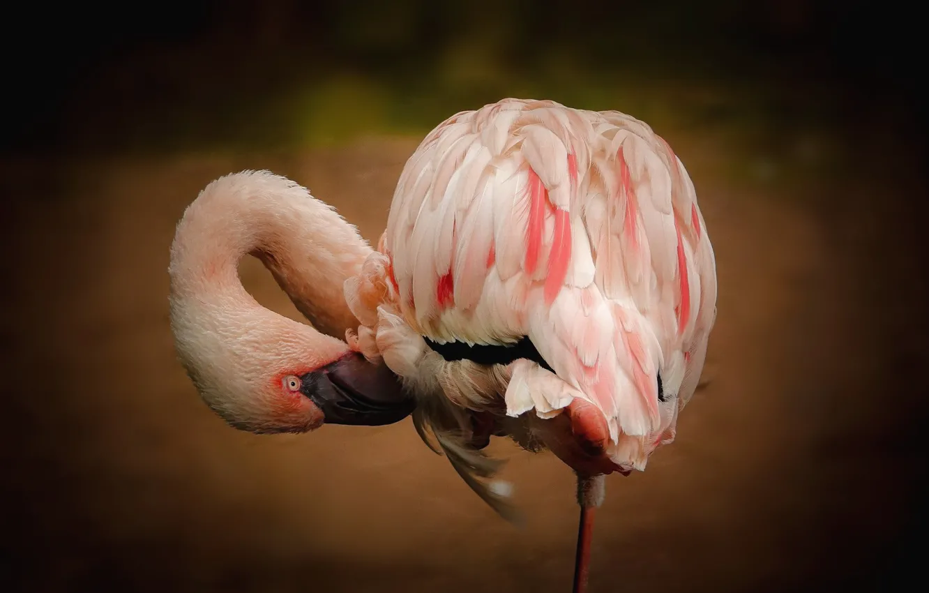 Фото обои поза, темный фон, птица, фламинго, розовый фламинго