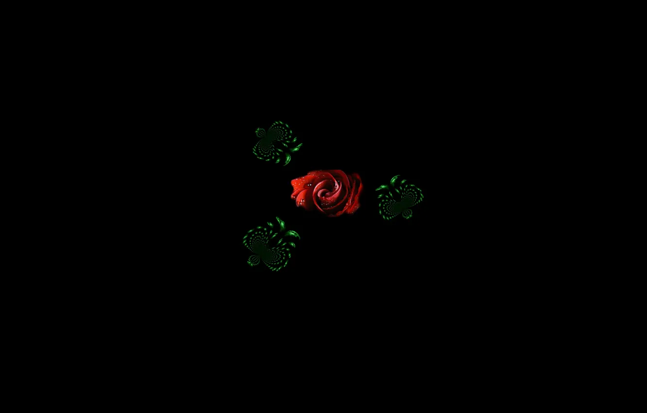 Фото обои красная роза, чёрный фон, фотоманипуляция, графика. коллаж, зелёные бабочки