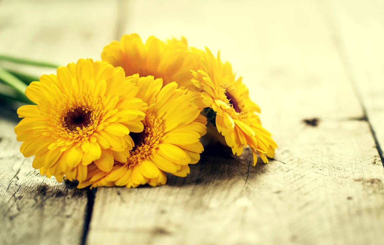 Фото обои цветы, доски, желтые, гербера