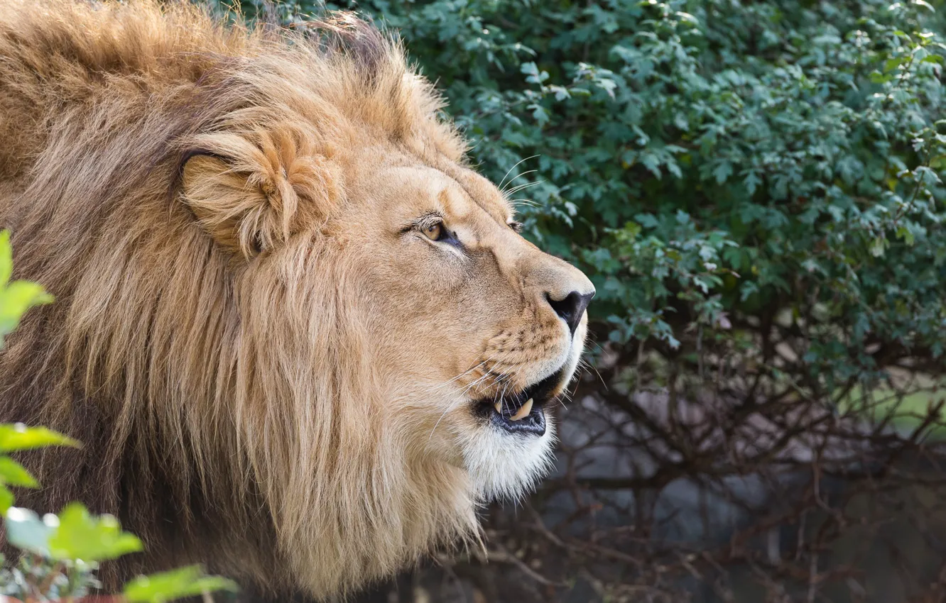 Фото обои морда, лев, грива, царь зверей, профиль, дикая кошка