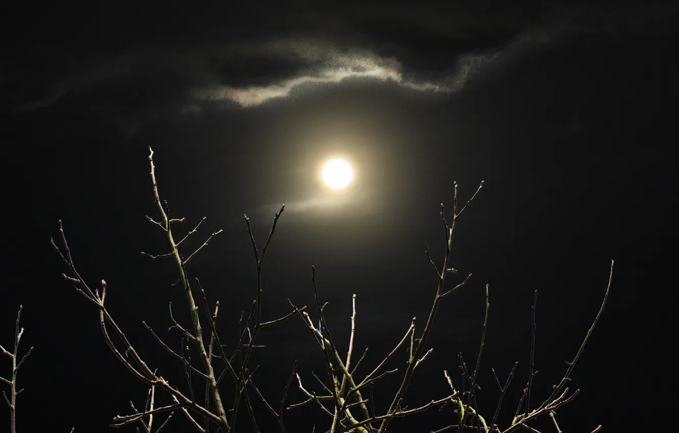 Фото обои moon, night, clouds, shadows, branches