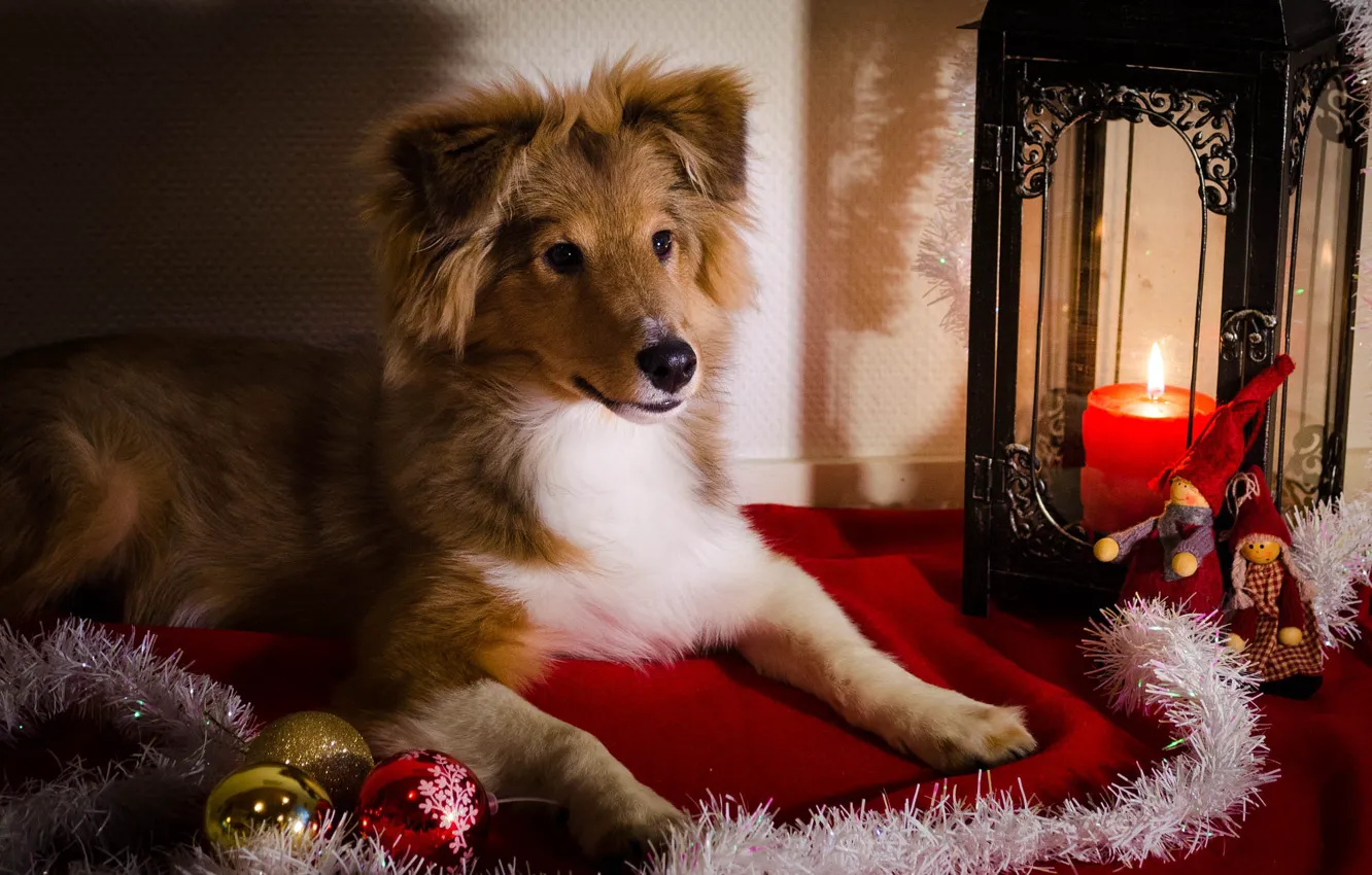 Фото обои взгляд, свет, поза, свеча, собака, Рождество, фонарь, щенок