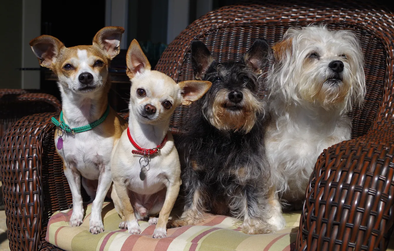 Фото обои собаки, кресло, квартет, групповой портрет