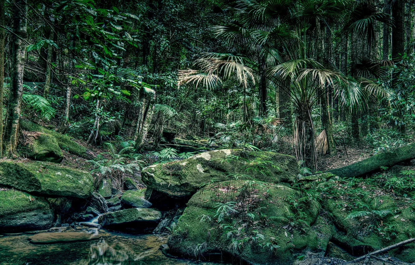 Фото обои зелень, лес, деревья, ручей, камни, мох, HDR, джунгли