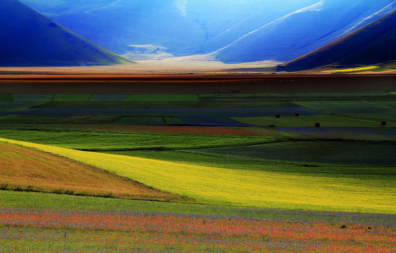 Фото обои grass, flower, field, mountain, spring