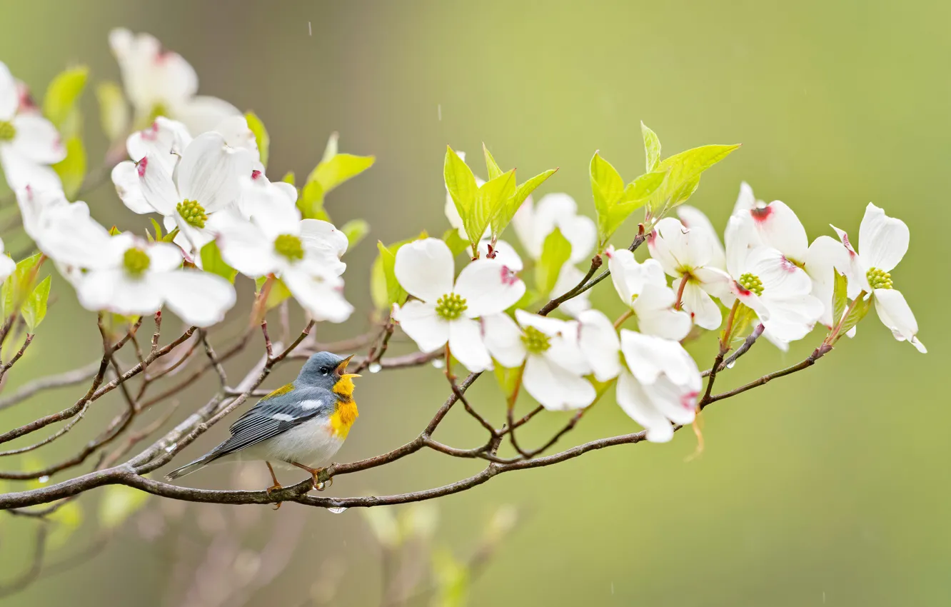 Фото обои ветки, фон, птичка, цветение, цветки, кизил, Белоглазая парула